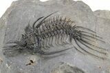 Spiny Quadrops Trilobite - Ofaten, Morocco #240531-1